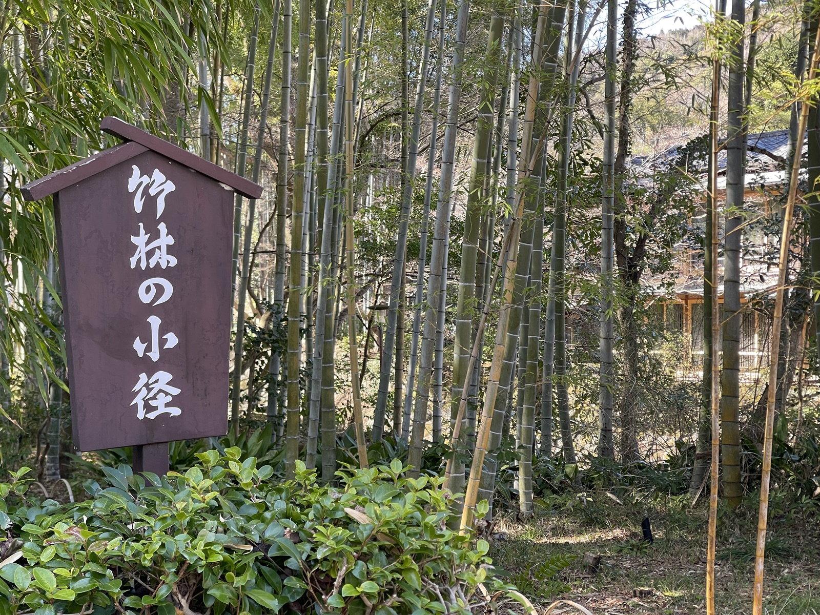 2024_0310●IMG_5273（竹林の小径1）