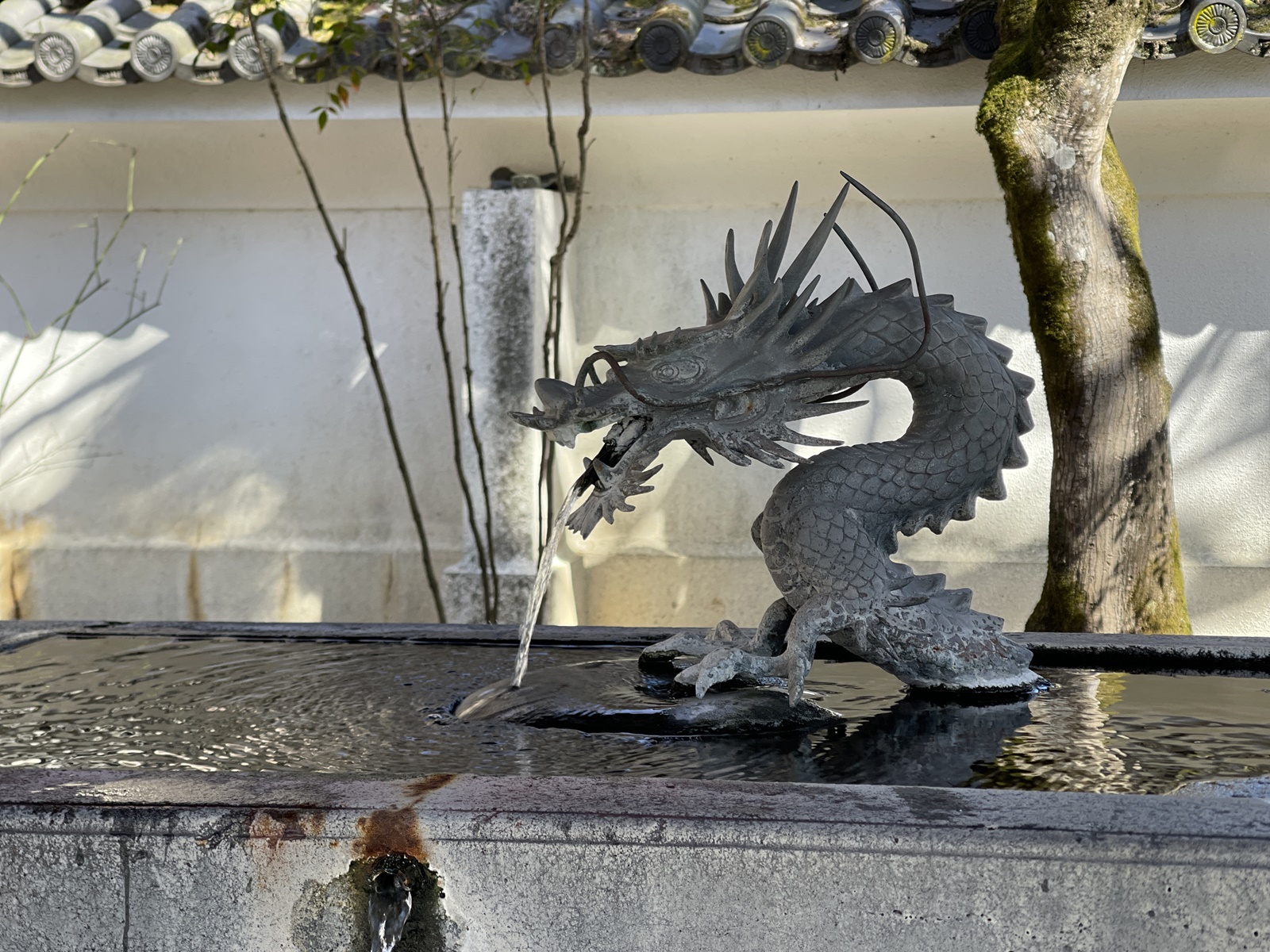2024_0310●IMG_5298（修善寺2）